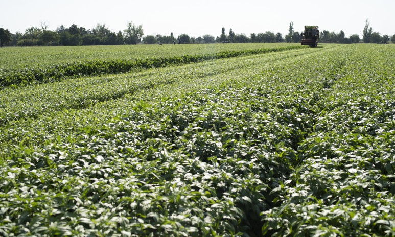 Basil harvest Grand'Italia